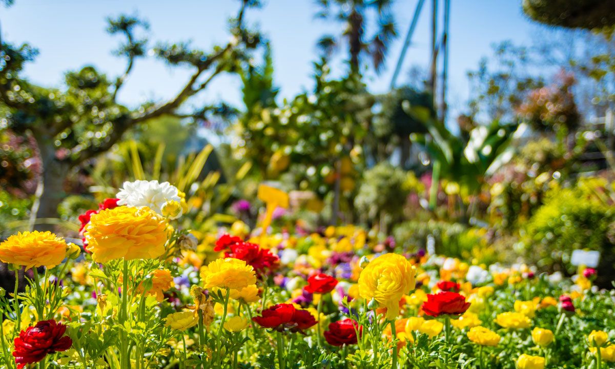 Φυτώρια Βουδουλάκη