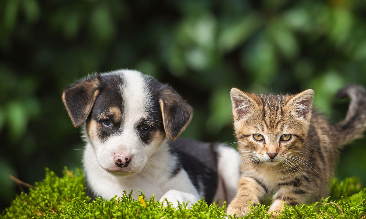 Κτηνιατρείο Κοντοστόλη